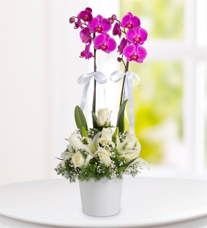 Mor Orkide ve Lilyum Aranjman  çiçek yolla